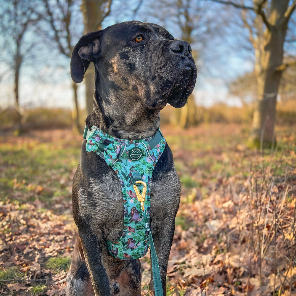 Disney© Bow Tie - Jungle Book