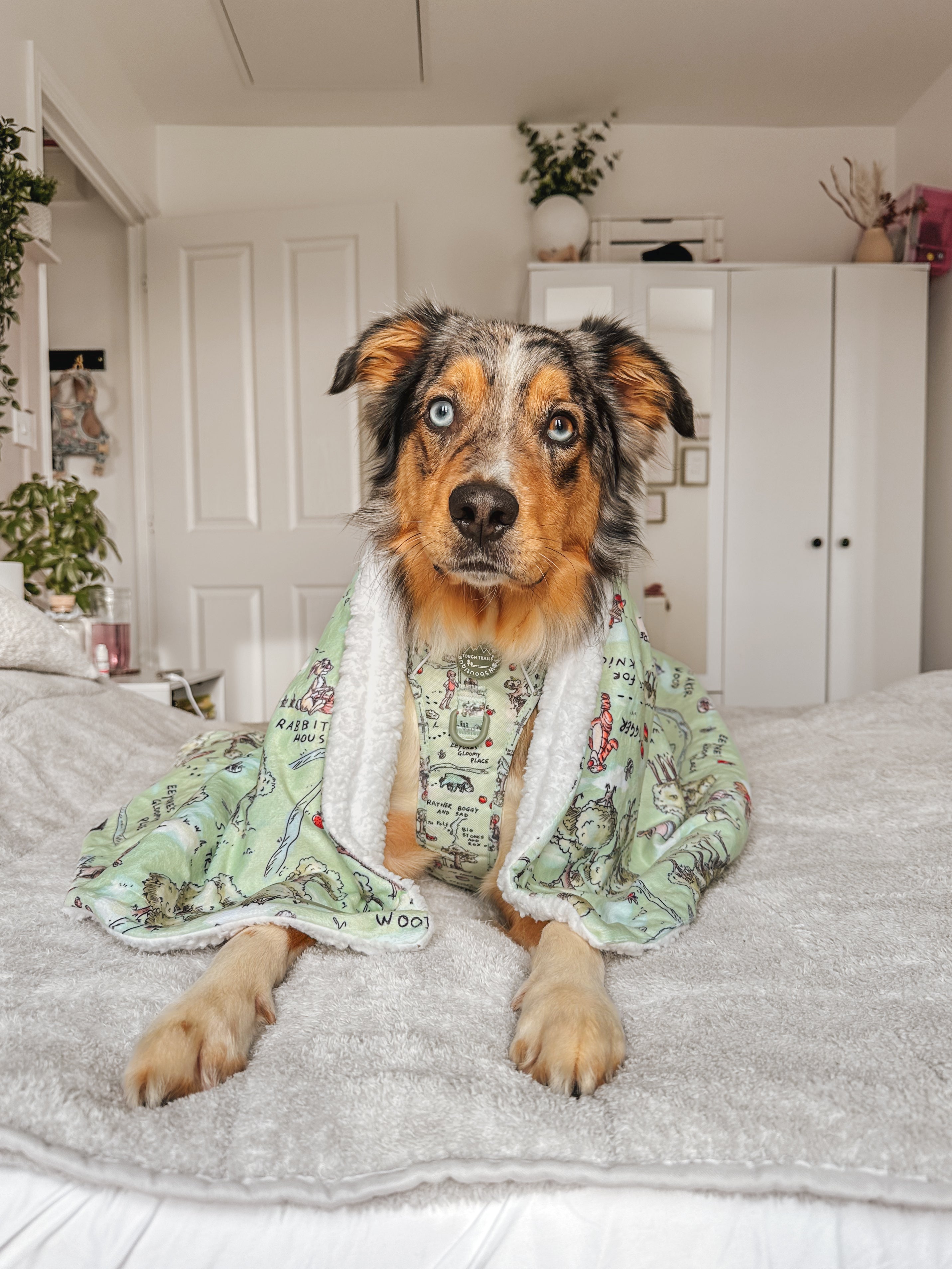 Disney© Dog Blanket - 100 Aker Wood – Pawsome Paws Boutique