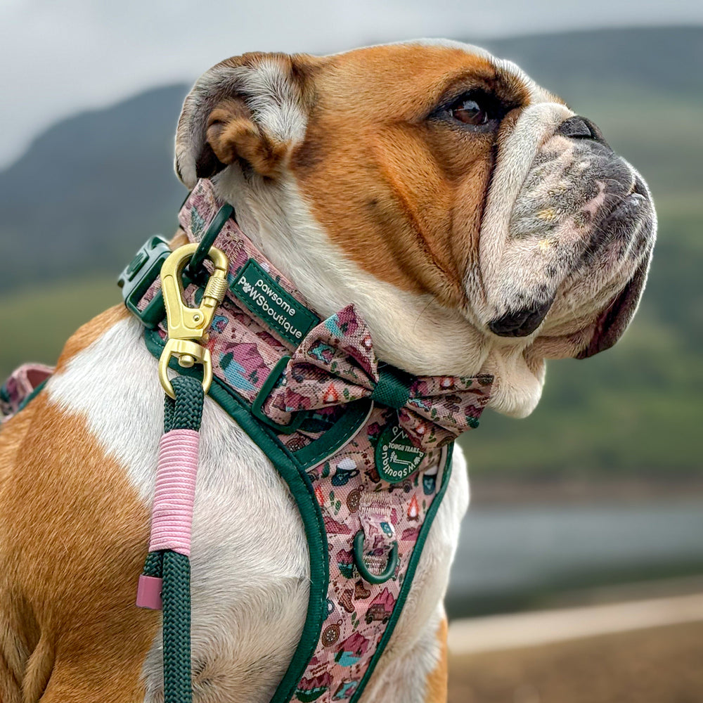 Bow Tie - Adventure Awaits