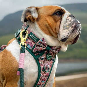 Bow Tie - Adventure Awaits