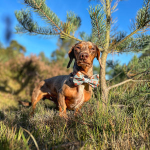 Disney© Bow Tie - Gingerbread Bear Sage
