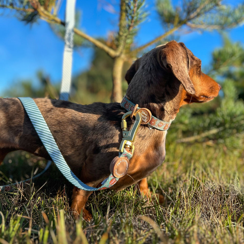 Disney© Lead - Gingerbread Bear Sage