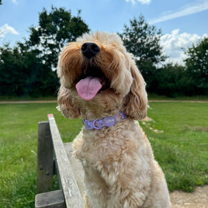 Disney© Collar - Bambi + Friends Lilac