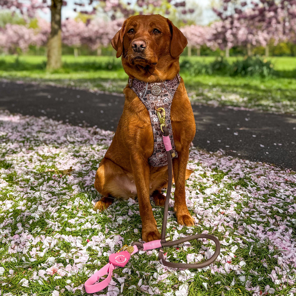 4ft Rope Lead - Brown + Pink