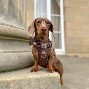 Bow Tie - Walkies Ready® - Chocolate Brown