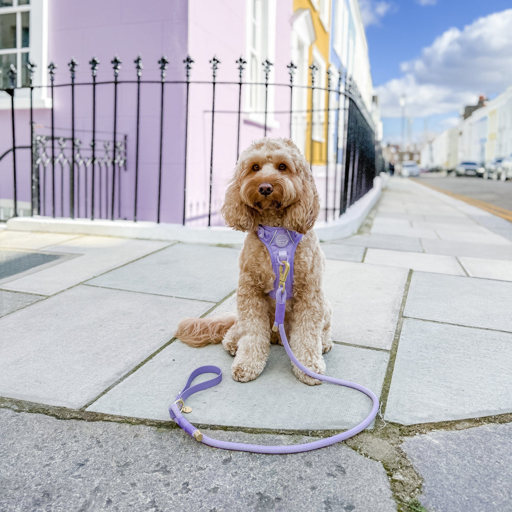 4ft Rope Lead - Walkies Ready® Lavender Lilac