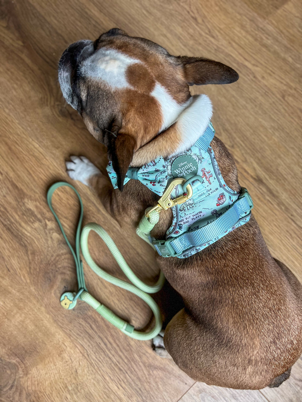 Disney© 4ft Rope Lead - 100 Aker Wood - Light and Dark Green