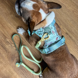 Disney© 4ft Rope Lead - 100 Aker Wood - Light and Dark Green