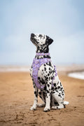 Disney© Collar - Bambi + Friends Lilac