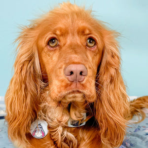 Disney© Collar/Lead Charm - Eeyore