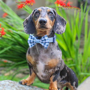 Waterproof Collar - Dusky Blue + Navy