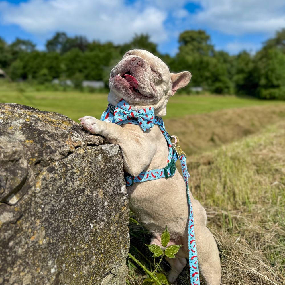 Bow Tie - Stay Spicy