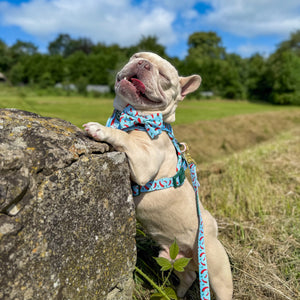 Bow Tie - Stay Spicy