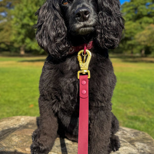 4ft Waterproof Lead - Walkies Ready® Mulberry