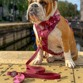4ft Waterproof Lead - Walkies Ready® Mulberry