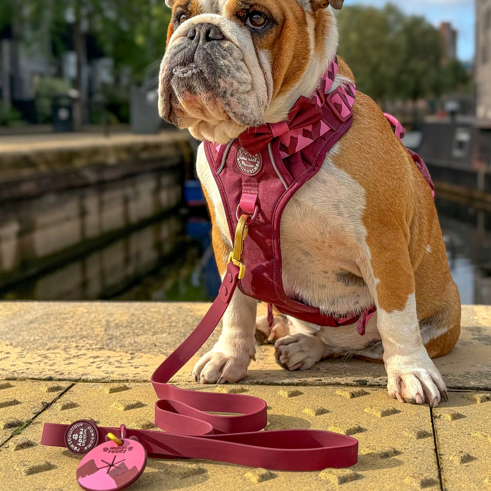 4ft Waterproof Lead - Walkies Ready® Mulberry