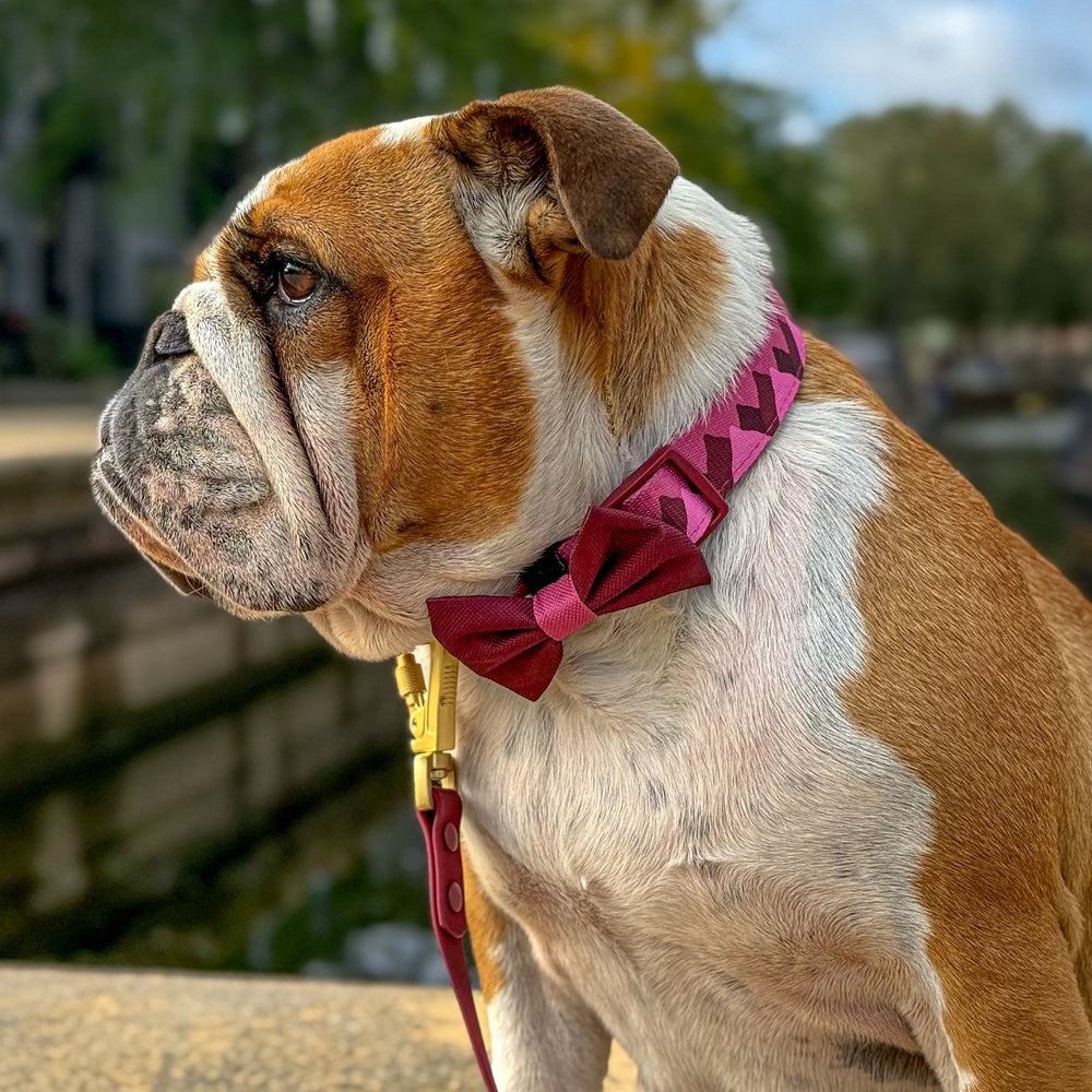 Bow Tie - Walkies Ready® - Mulberry