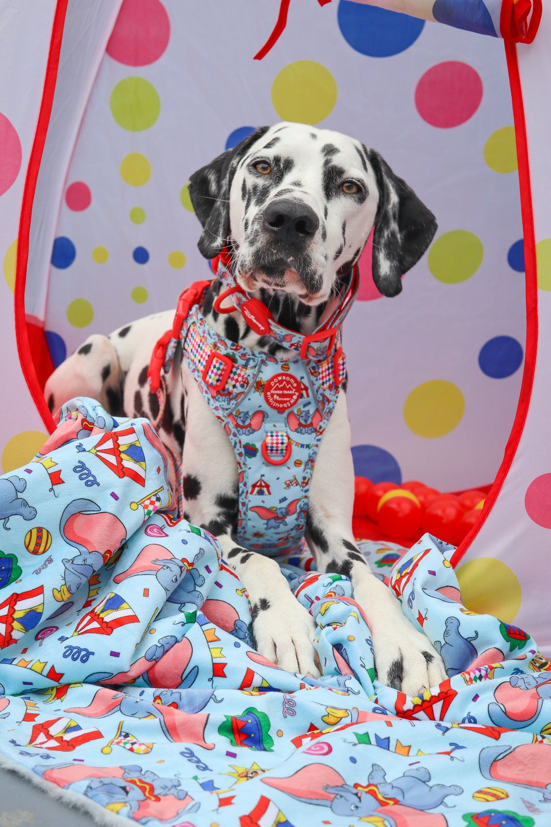 Disney© Dog Blanket - Dumbo