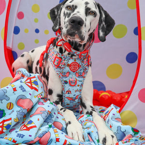 Disney© Dog Blanket - Dumbo