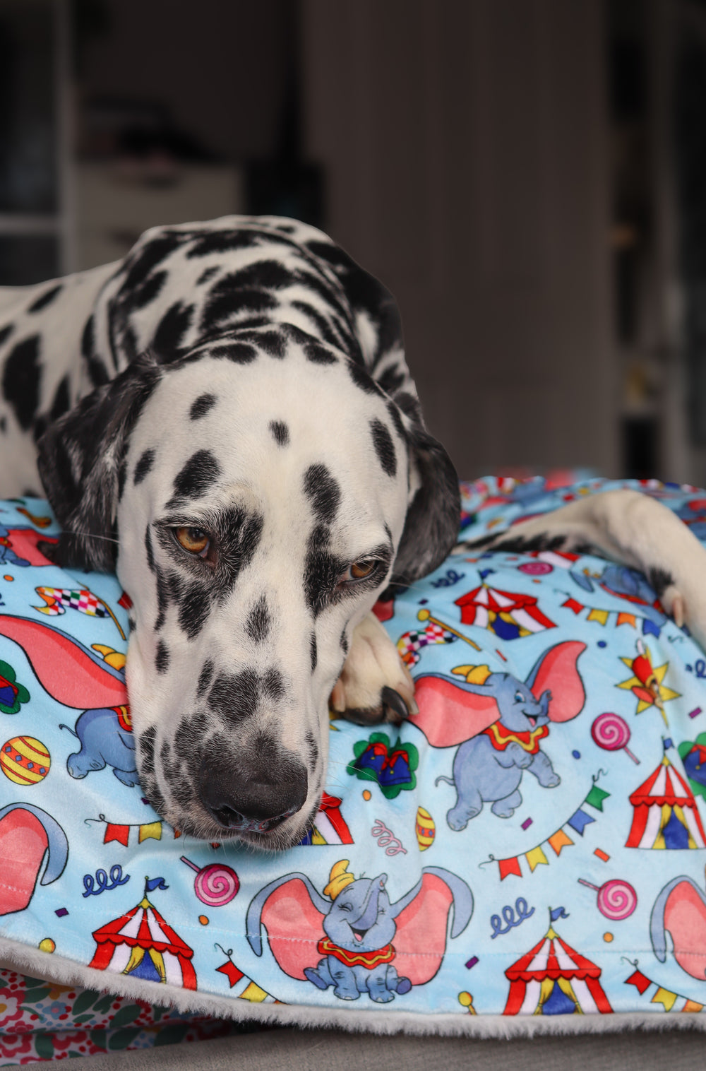 Disney© Dog Blanket - Dumbo