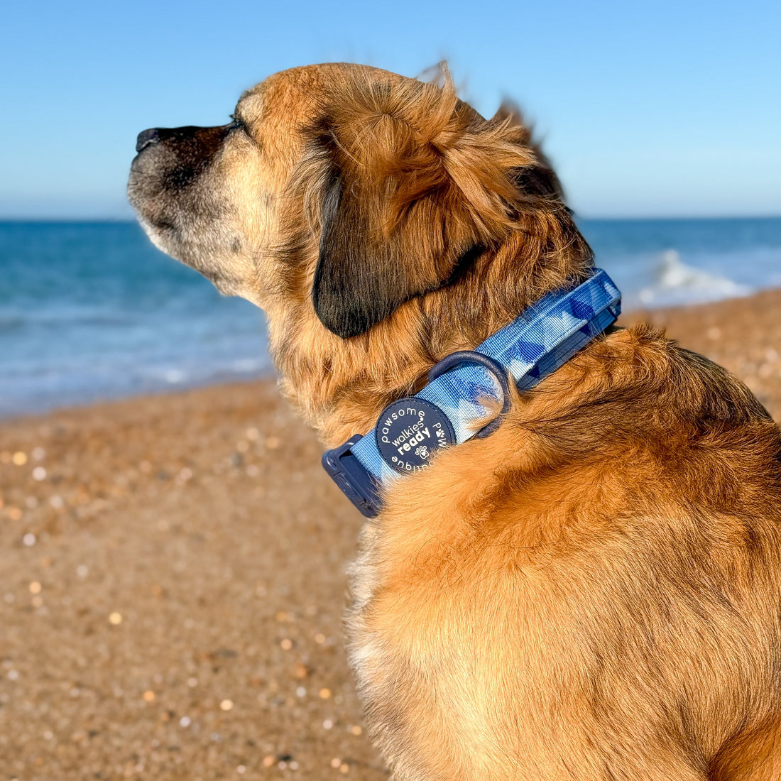Adventure Collar - Cornflower Blue (Size Large Only)
