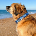 Adventure Collar - Cornflower Blue (Size Large Only)