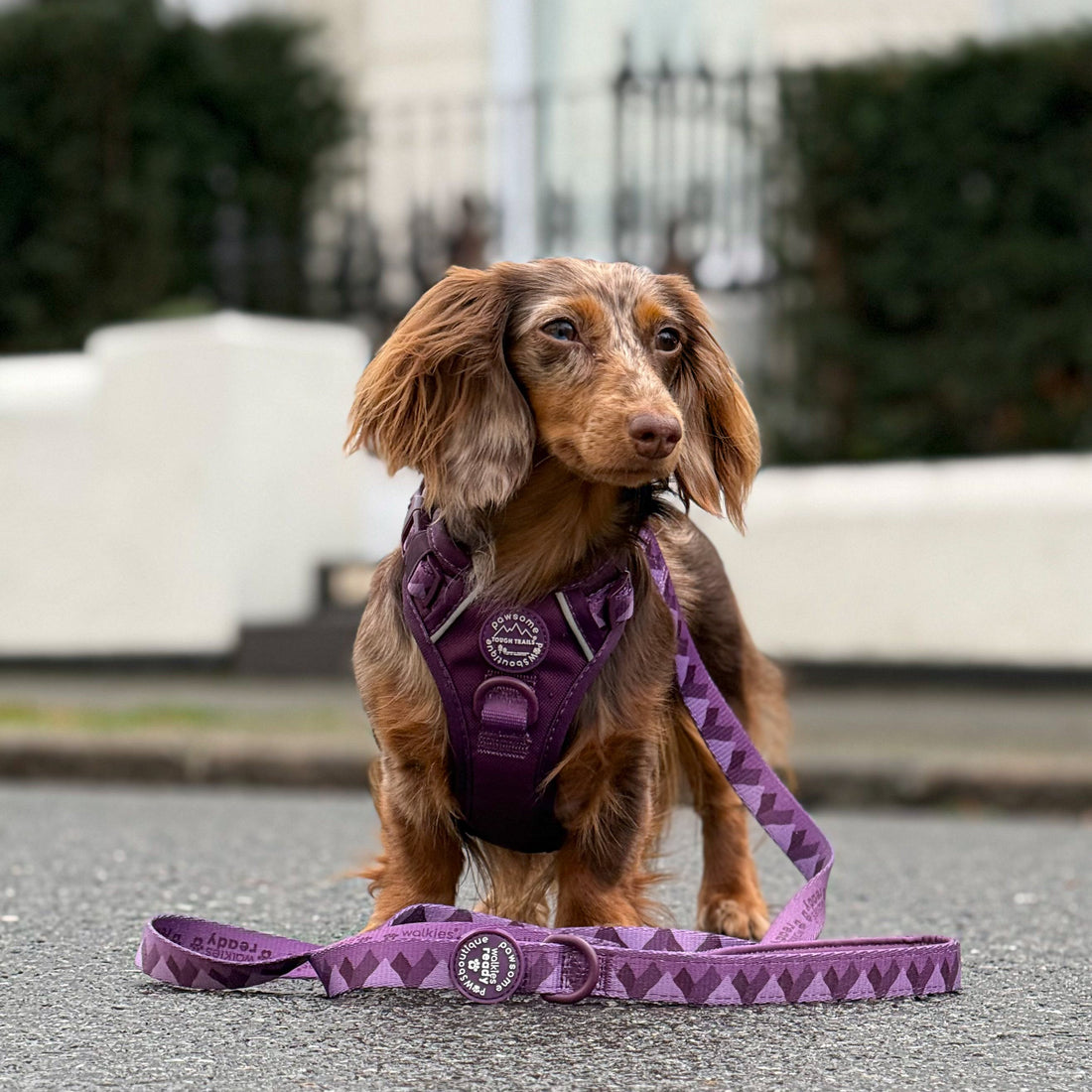 Lead - Walkies Ready® Plum