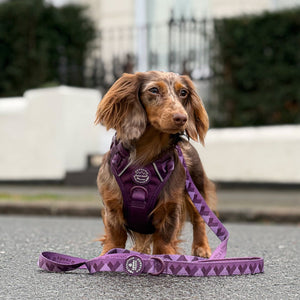 Lead - Walkies Ready® Plum