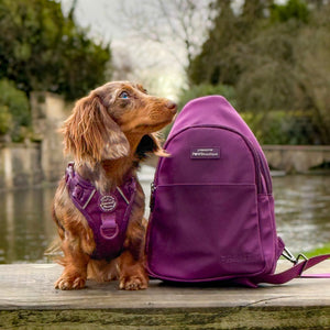 Sling Backpack - Walkies Ready® Plum