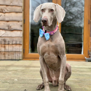 Disney© Bow Tie - Buzz Lightyear