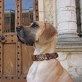 Adventure Collar - Brown (Size Large Only)