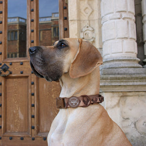 Adventure Collar - Brown (Size Large Only)