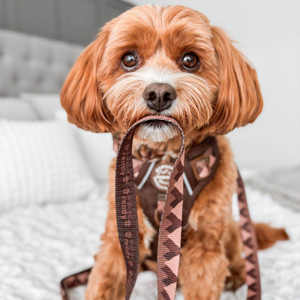 Lead - Walkies Ready® Chocolate Brown
