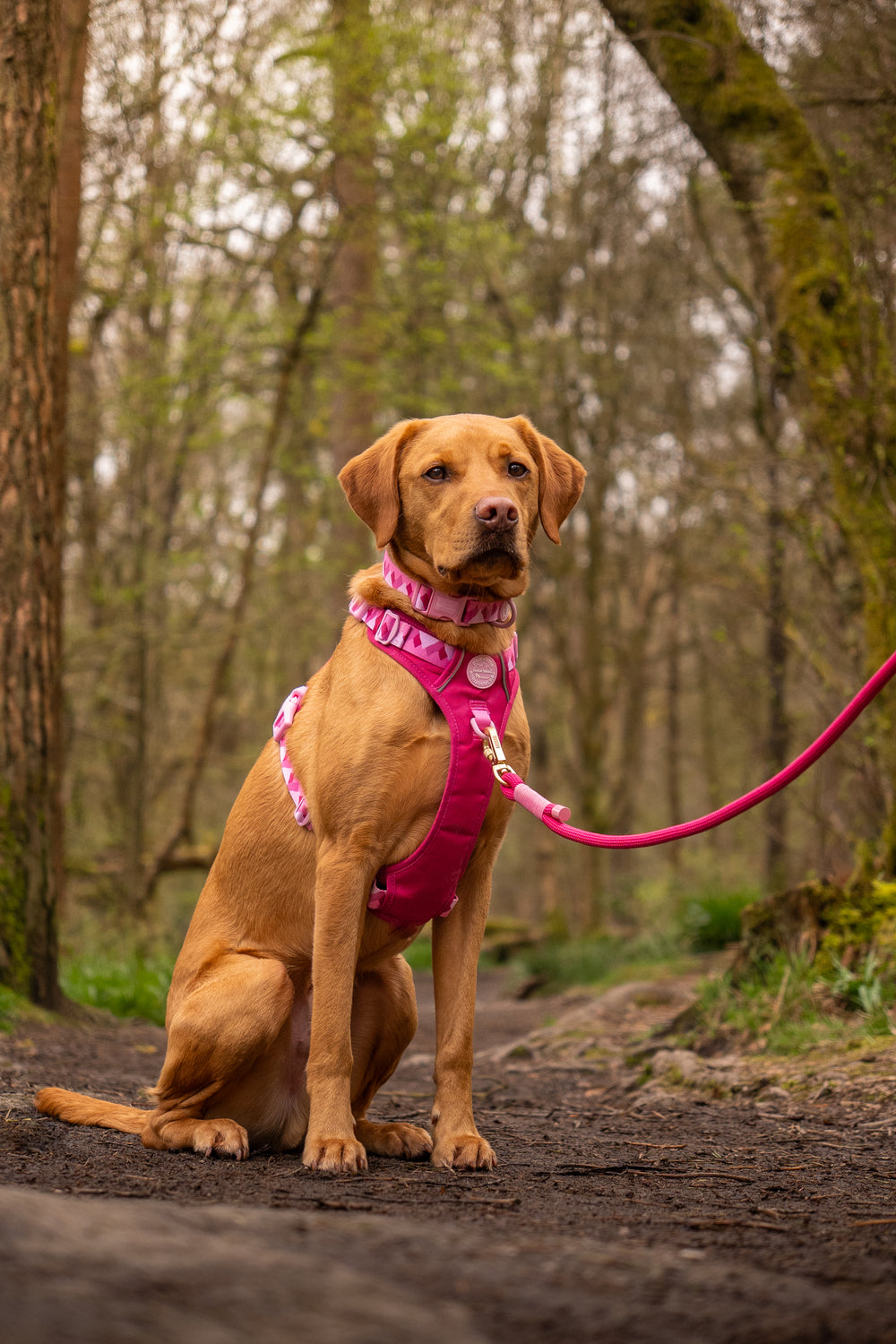 4ft Rope Lead - Walkies Ready® Raspberry Pink
