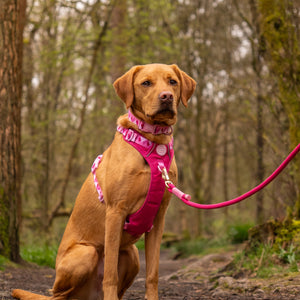 4ft Rope Lead - Walkies Ready® Raspberry Pink