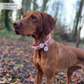 Disney© Waterproof Collar - Piglet