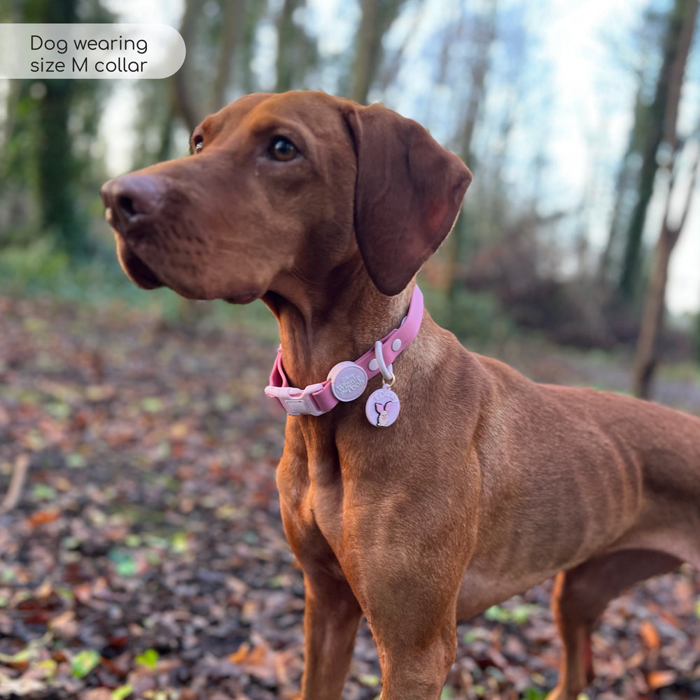 Disney© Waterproof Collar - Piglet