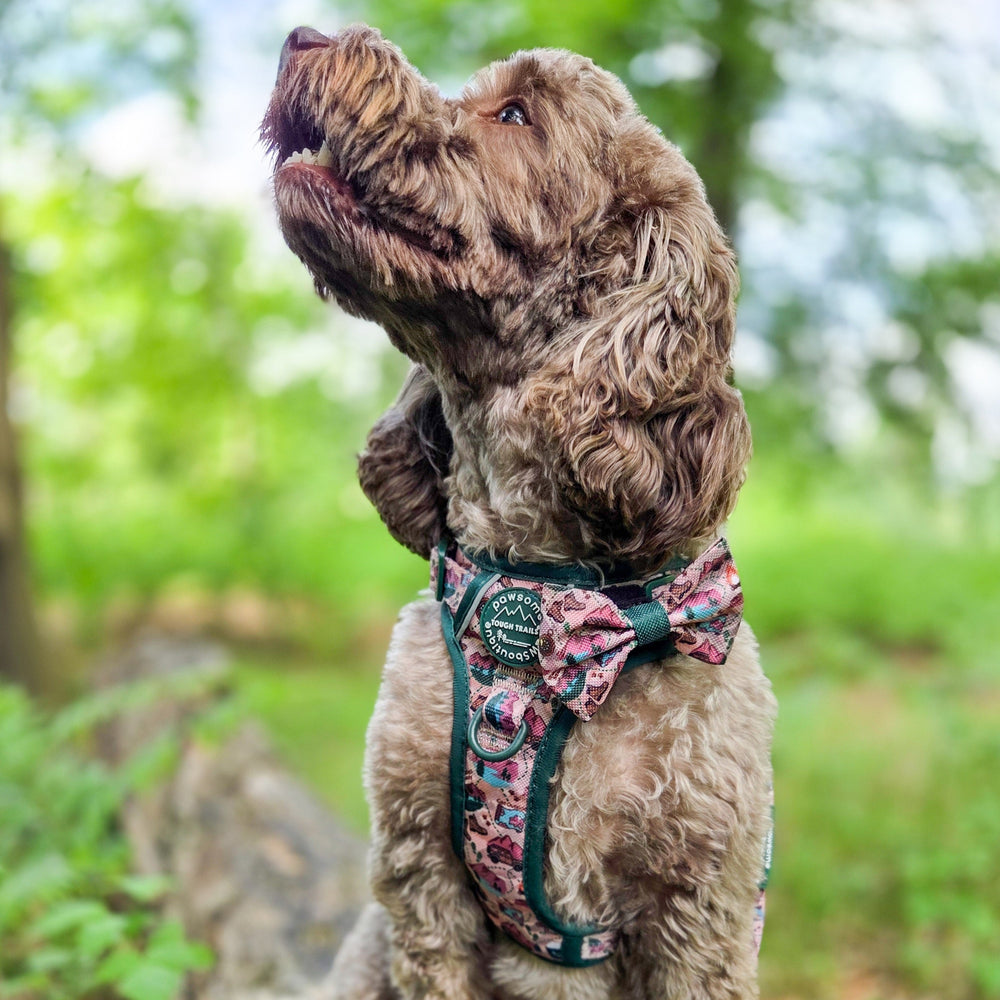 Bow Tie - Adventure Awaits