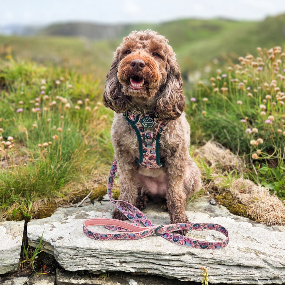 Lead - Adventure Awaits