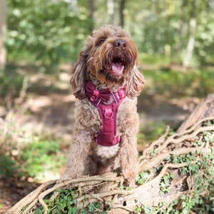 Bow Tie - Walkies Ready® - Mulberry