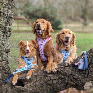 Disney© Treat Pouch - Eeyore