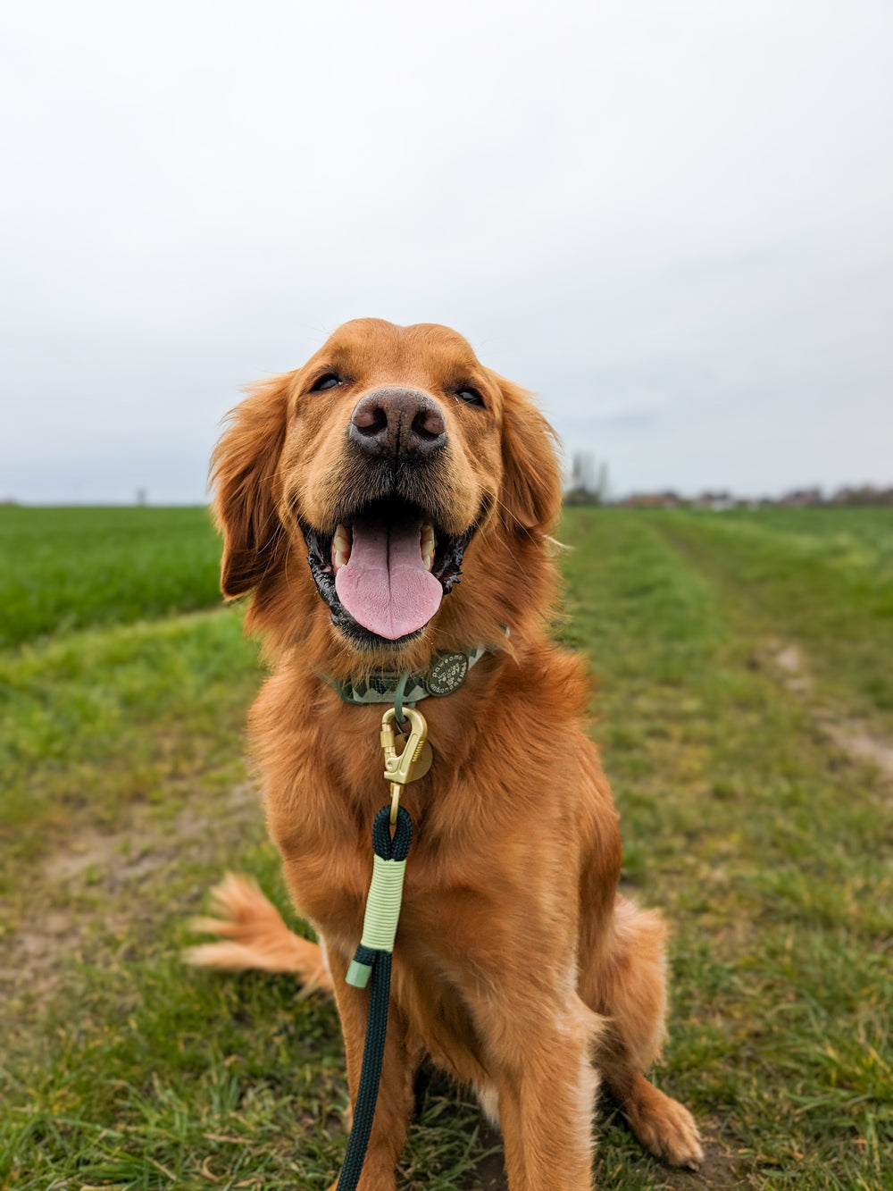 4ft Rope Lead - Walkies Ready® Forest Green