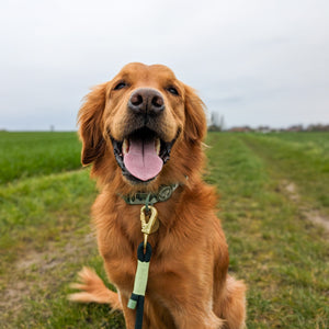 4ft Rope Lead - Walkies Ready® Forest Green