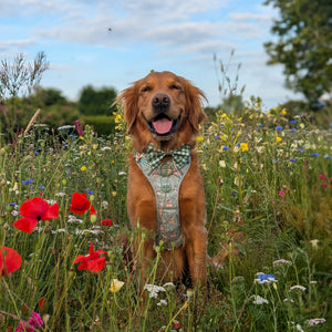 Disney© Bow Tie - Bambi + Thumper - Green Gingham