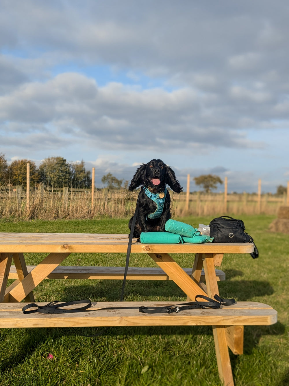 5m Waterproof Long Line Lead - Walkies Ready® Black