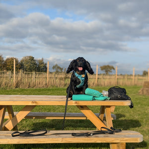 5m Waterproof Long Line Lead - Walkies Ready® Black