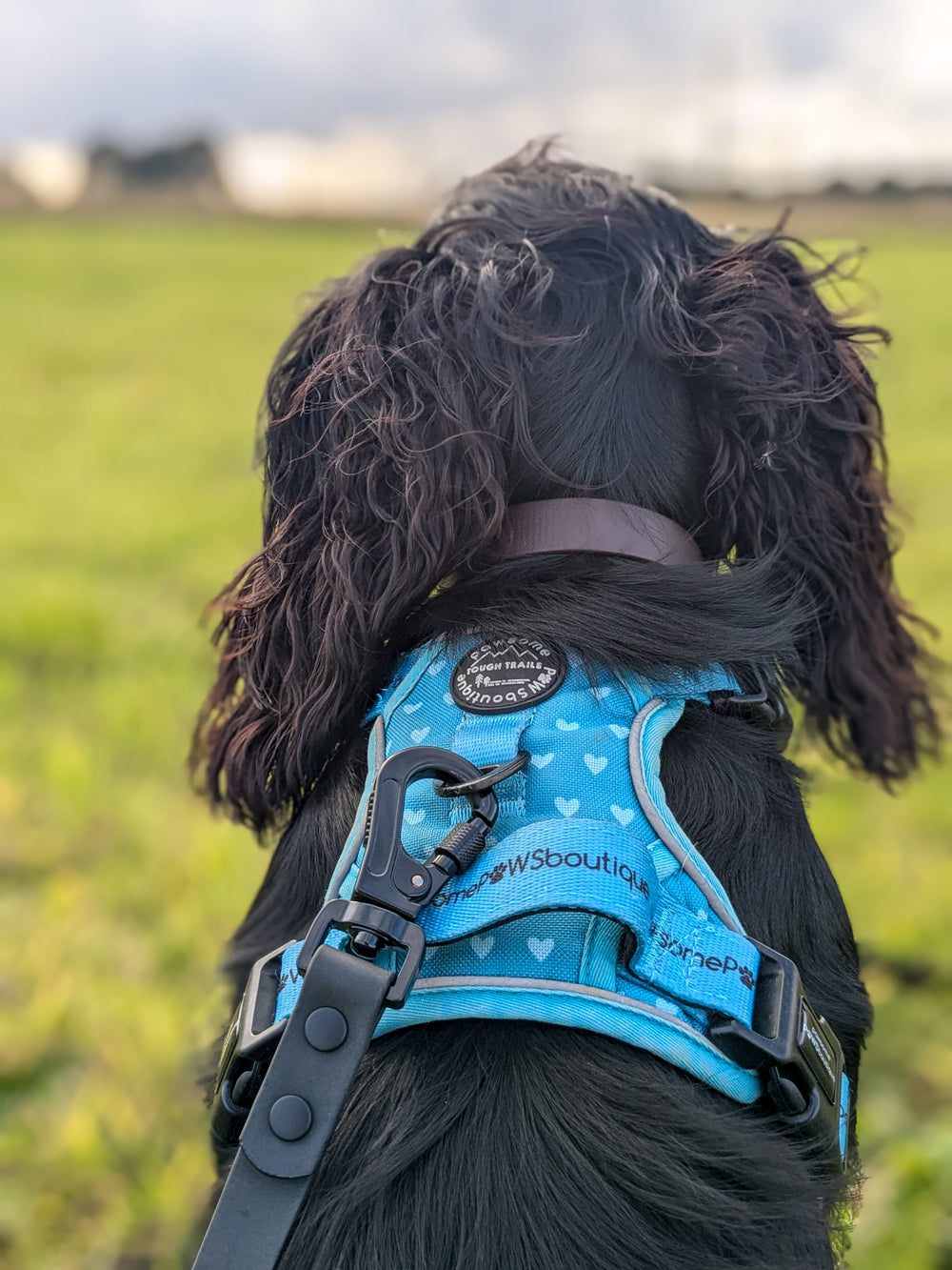 5m Waterproof Long Line Lead - Walkies Ready® Black