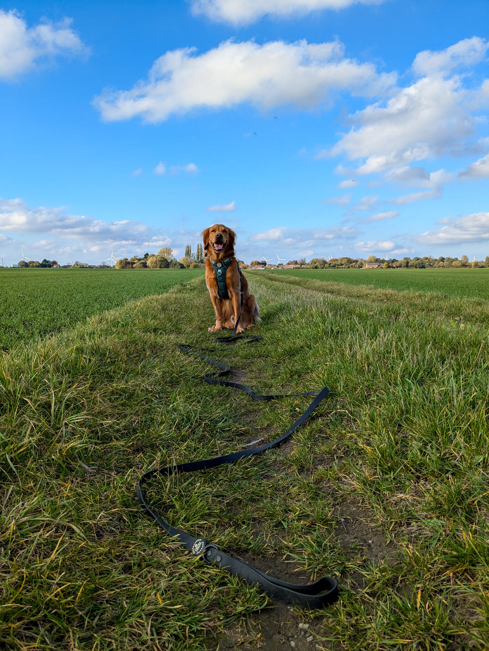 5m Waterproof Long Line Lead - Walkies Ready® Black