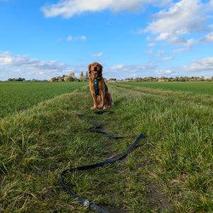 5m Waterproof Long Line Lead - Walkies Ready® Black