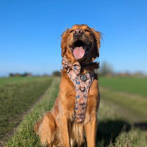 Disney© Bow Tie - Disney Dogs